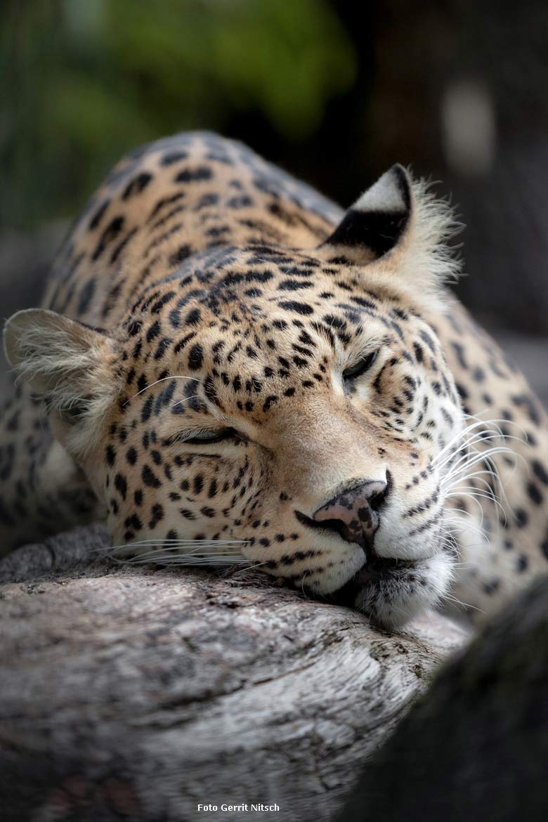 Indische Leopardin BHRIKUTI am 29. Juli 2018 auf der Außenanlage im Grünen Zoo Wuppertal (Foto Gerrit Nitsch)