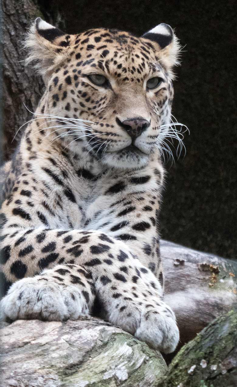 Indische Leopardin BHRIKUTI am 11. November 2018 im Außengehege im Zoologischen Garten Wuppertal