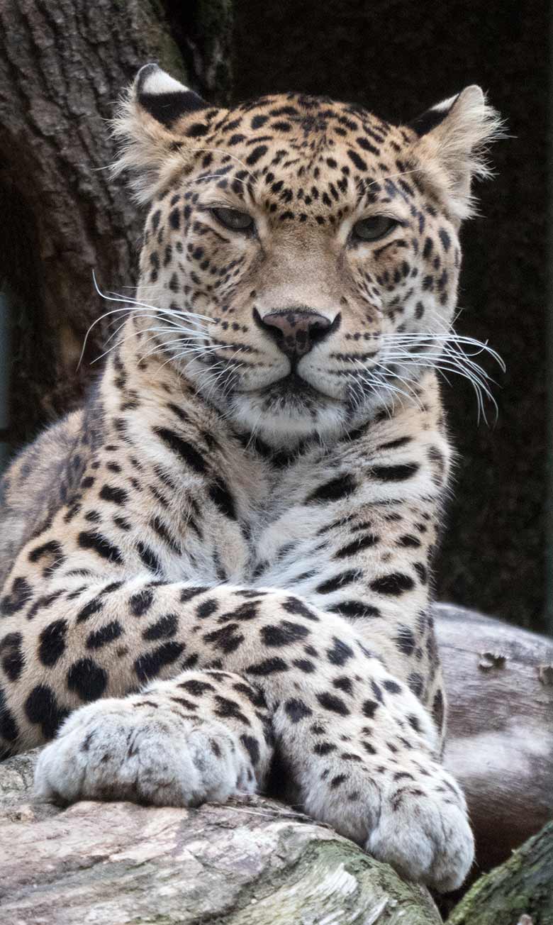 Indische Leopardin BHRIKUTI am 11. November 2018 im Außengehege im Grünen Zoo Wuppertal