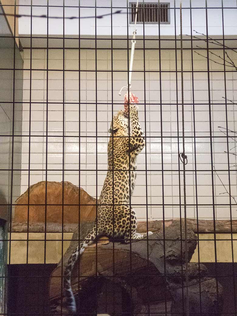 Indische Leopardin BHRIKUTI am 17. November 2018 im Großkatzen-Haus im Zoologischen Garten Wuppertal