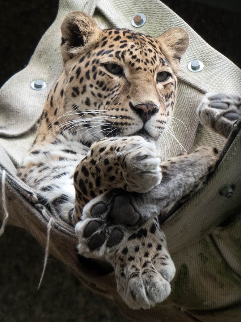 Indisches Leoparden-Weibchen BHRIKUTI am 10. Juli 2019 in der Außenanlage am Großkatzen-Haus im Grünen Zoo Wuppertal