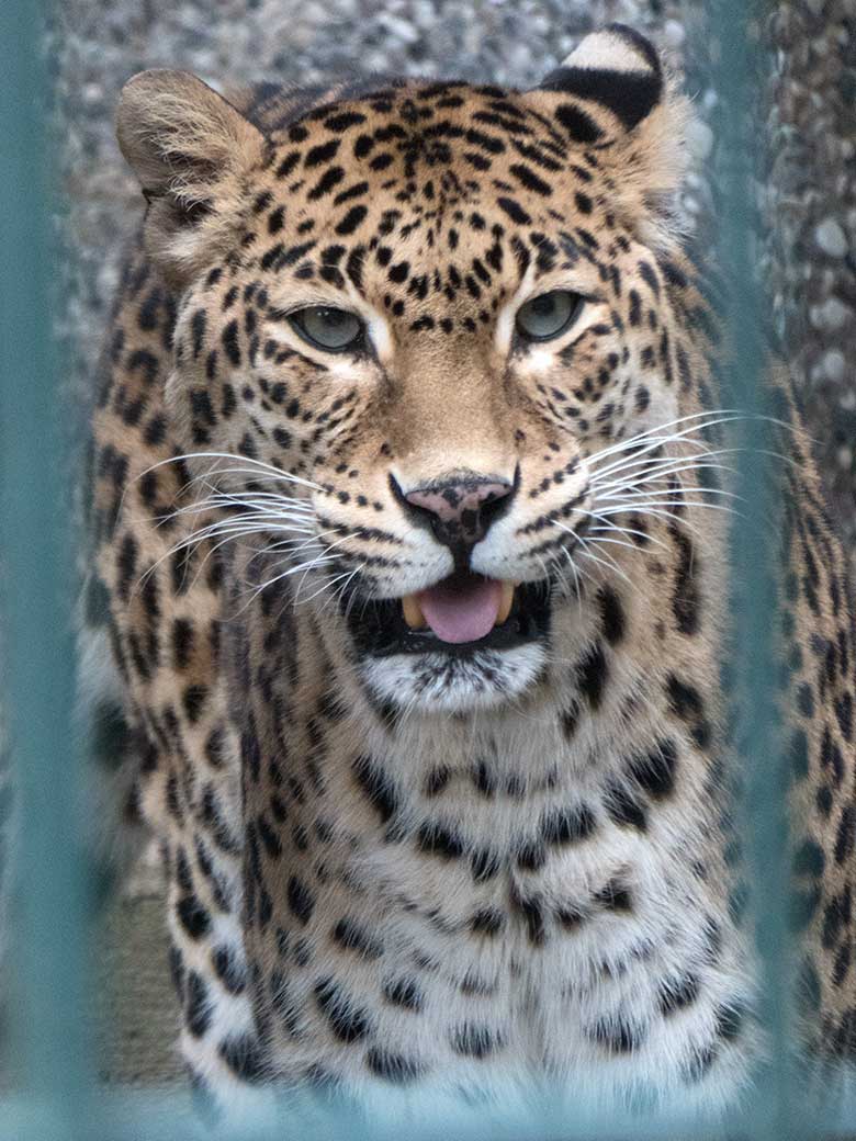 2020 Die Leopardin