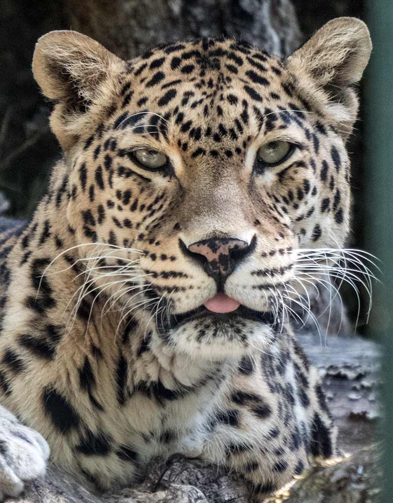 Weiblicher Indischer Leopard BHRIKUTI am 28. Mai 2020 auf der Außenanlage am Großkatzen-Haus im Grünen Zoo Wuppertal