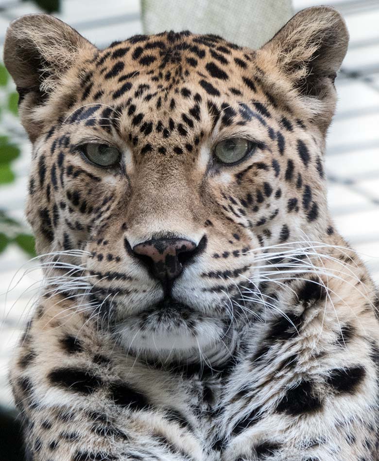 2020 Die Leopardin