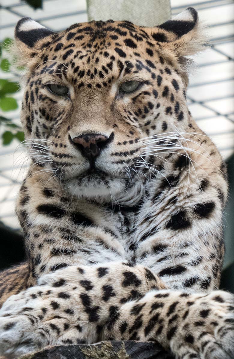 2020 Die Leopardin