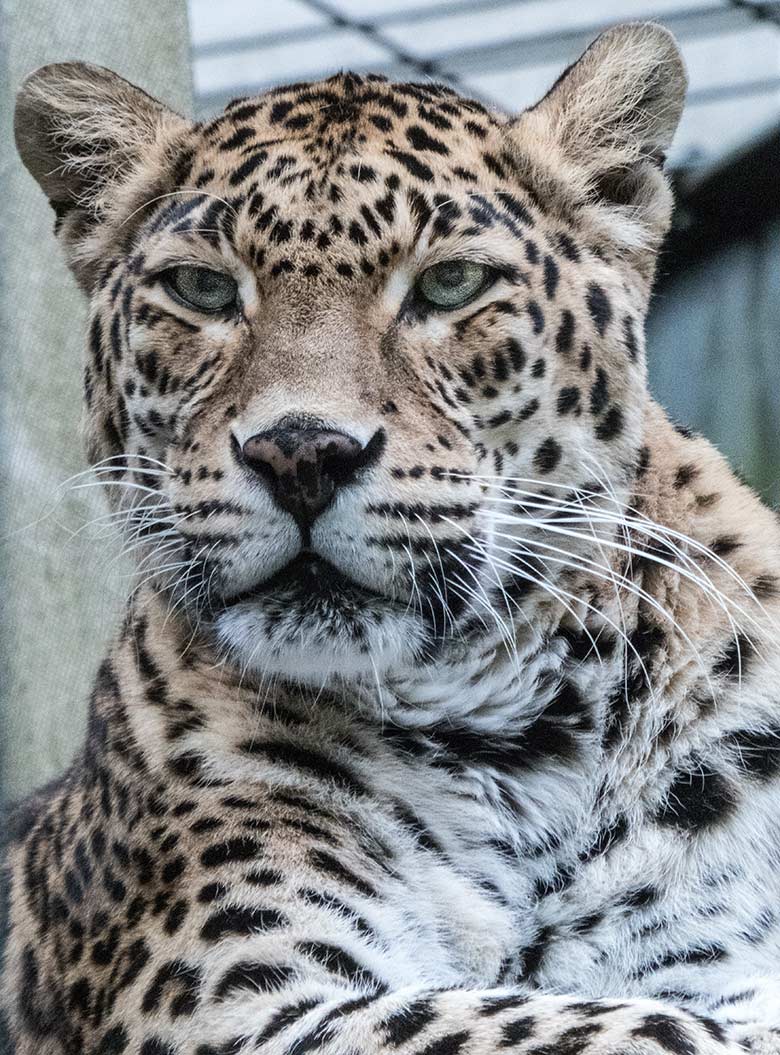 2020 Die Leopardin