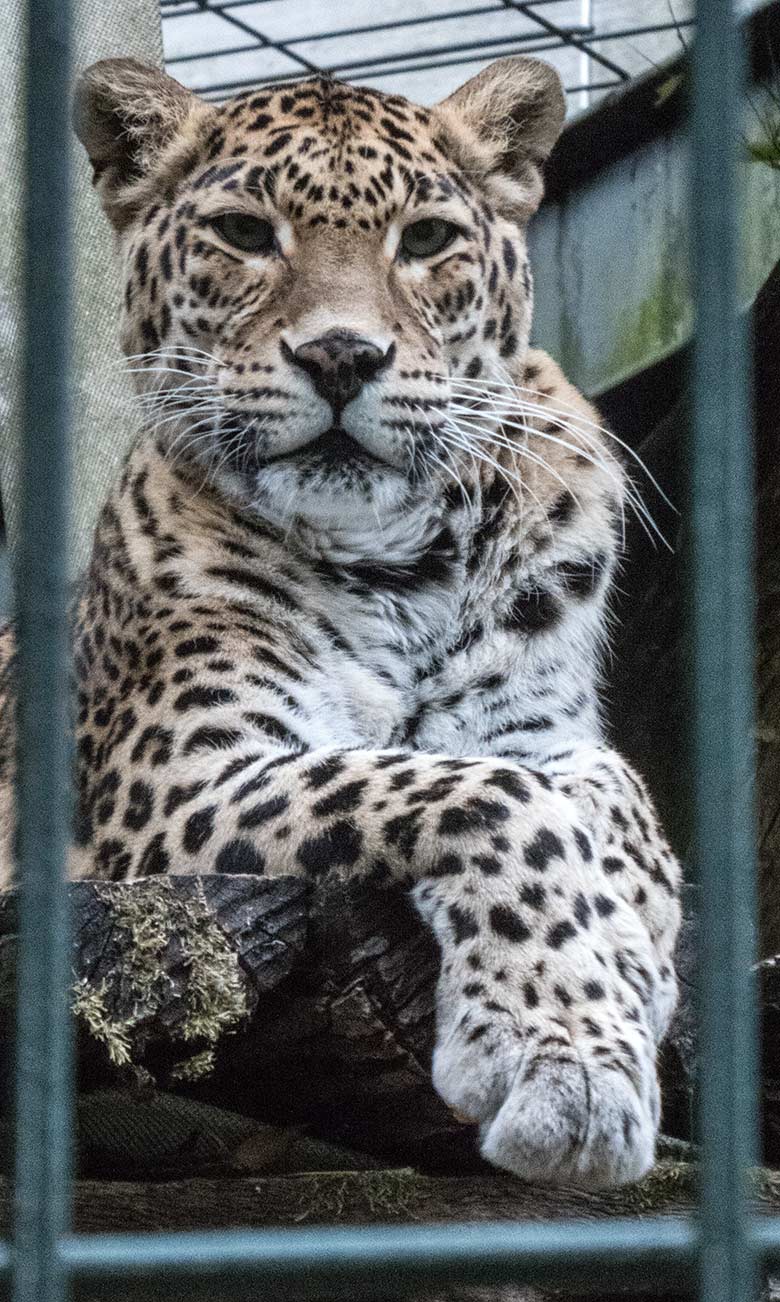 2020 Die Leopardin