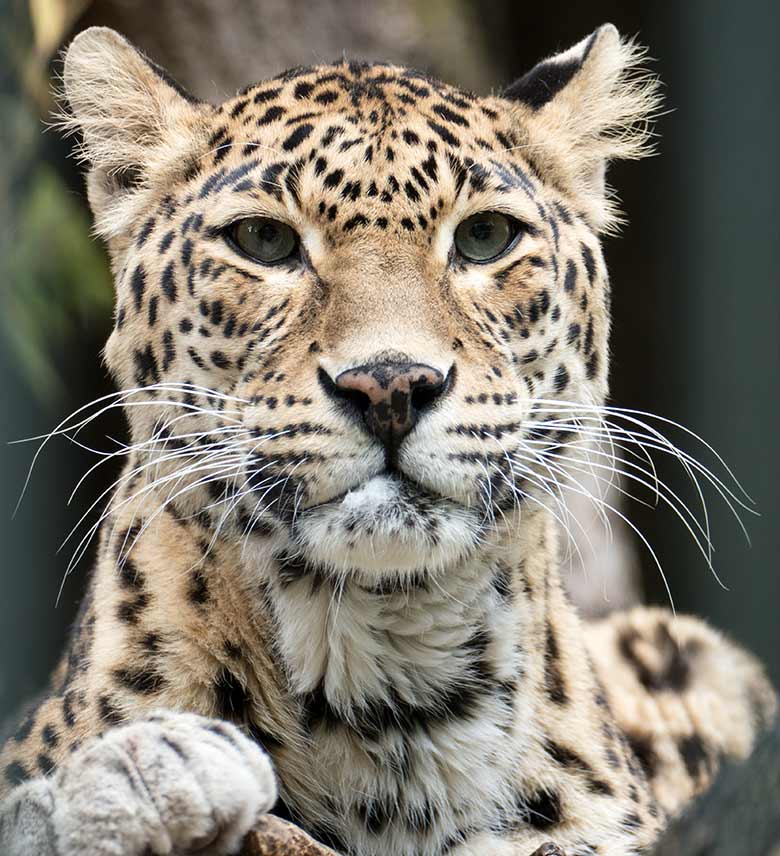 2020 Die Leopardin