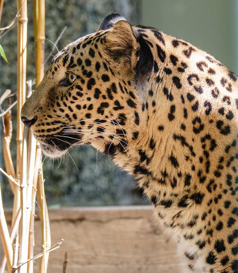 Indischer Leoparden-Kater BHAGYA am 7. September 2020 auf der Außenanlage am Großkatzen-Haus im Grünen Zoo Wuppertal