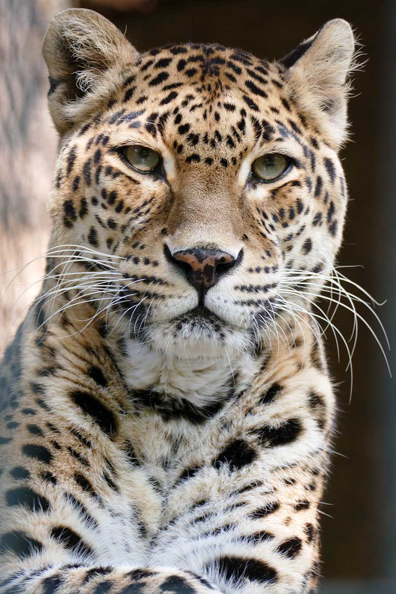 Indische Leopardin BHRIKUTI am 18. September 2020 auf der Außenanlage am Großkatzen-Haus im Zoologischen Garten Wuppertal