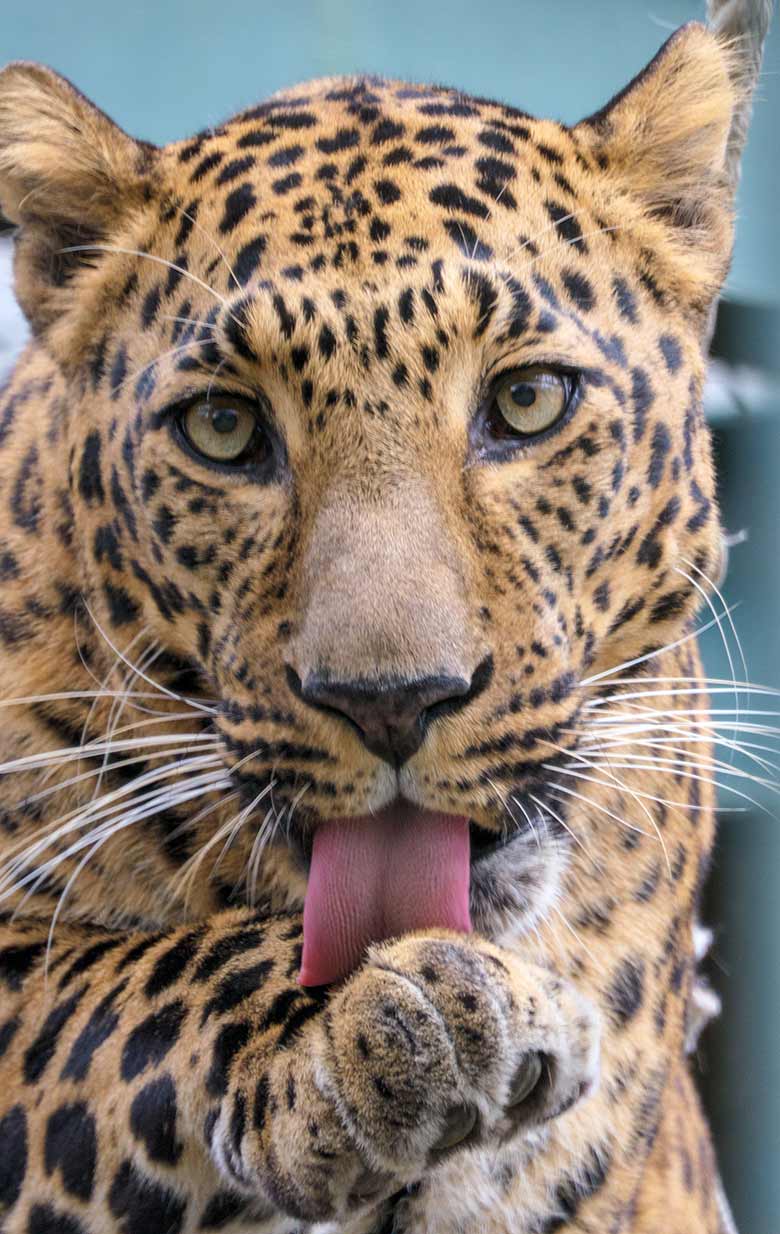 Männlicher Indischer Leopard BHAGYA am 17. März 2021 auf der Außenanlage am Großkatzen-Haus im Zoo Wuppertal