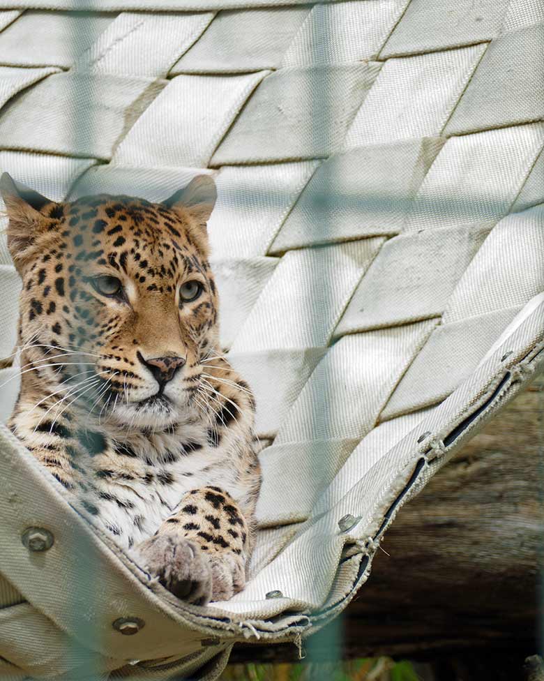 Indische Leopardin BHRIKUTI am 20. März 2021 auf der Außenanlage am Großkatzen-Haus im Zoologischen Garten Wuppertal