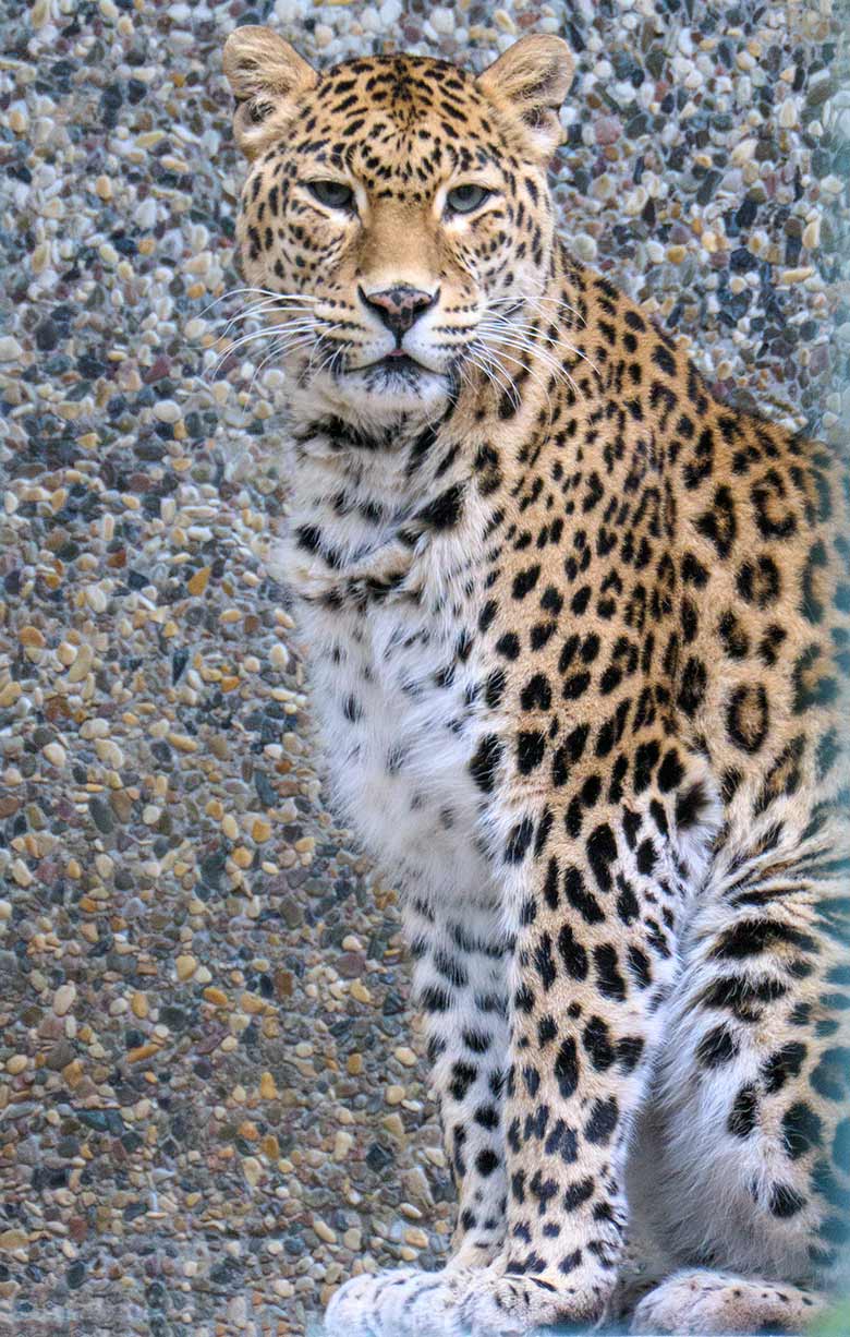 Indische Leoparden-Katze BHRIKUTI am 10. April 2021 in der Außenanlage am Großkatzen-Haus im Grünen Zoo Wuppertal