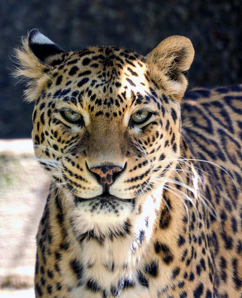 Indische Leoparden-Katze BHRIKUTI am 14. Juni 2021 auf der Außenanlage am Großkatzen-Haus im Wuppertaler Zoo