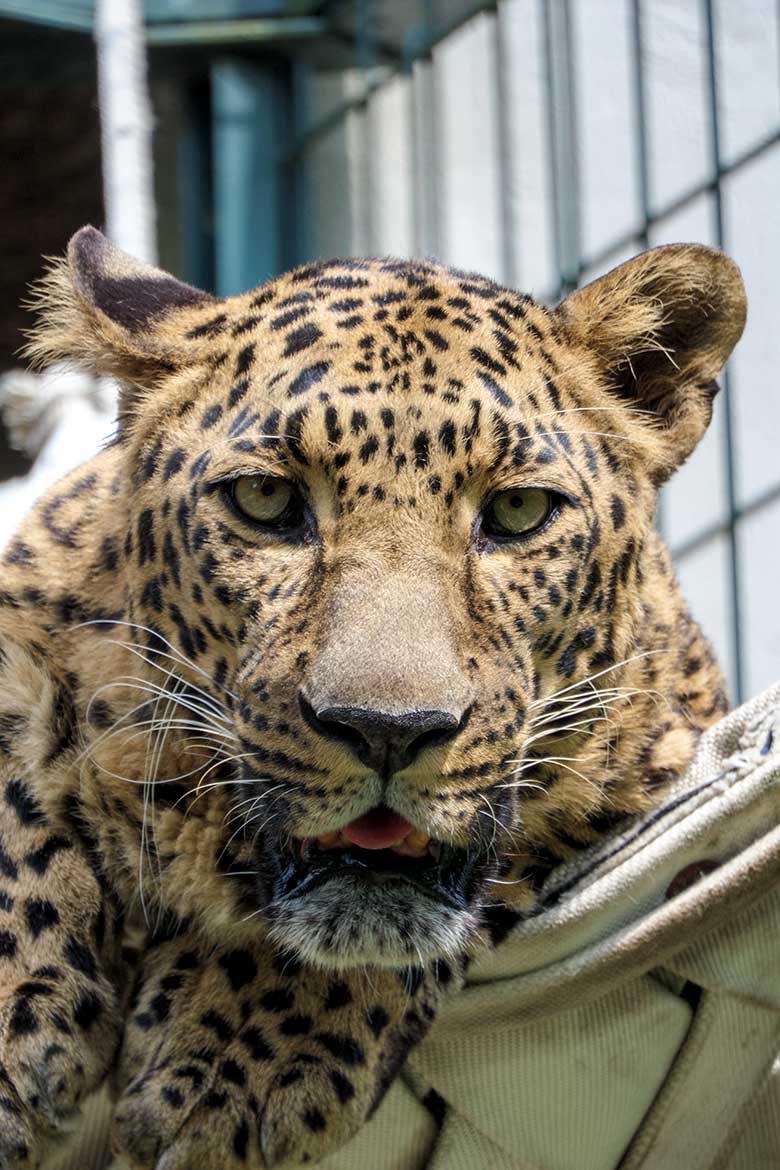 Indischer Leoparden-Kater BHAGYA am 24. Juni 2021 auf der Außenanlage am Großkatzen-Haus im Grünen Zoo Wuppertal