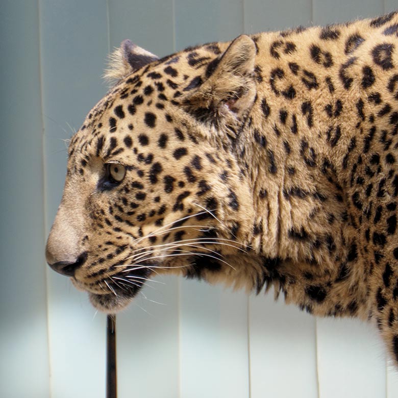 Indischer Leoparden-Kater BHAGYA am 24. Juni 2021 auf der Außenanlage am Großkatzen-Haus im Wuppertaler Zoo
