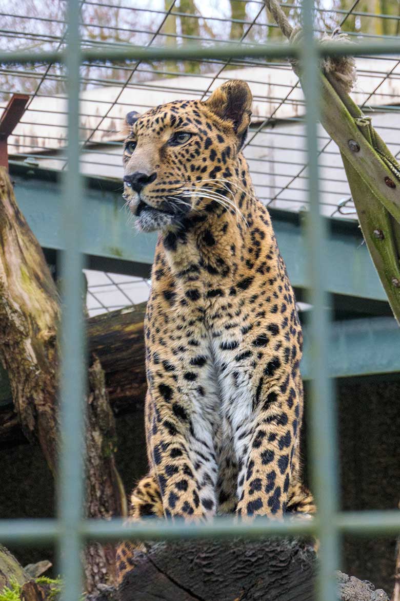 Indischer Leopard Kater BHAGYA am 2. Februar 2022 in einer Außenanlage am ehemaligen Großkatzen-Haus im Grünen Zoo Wuppertal