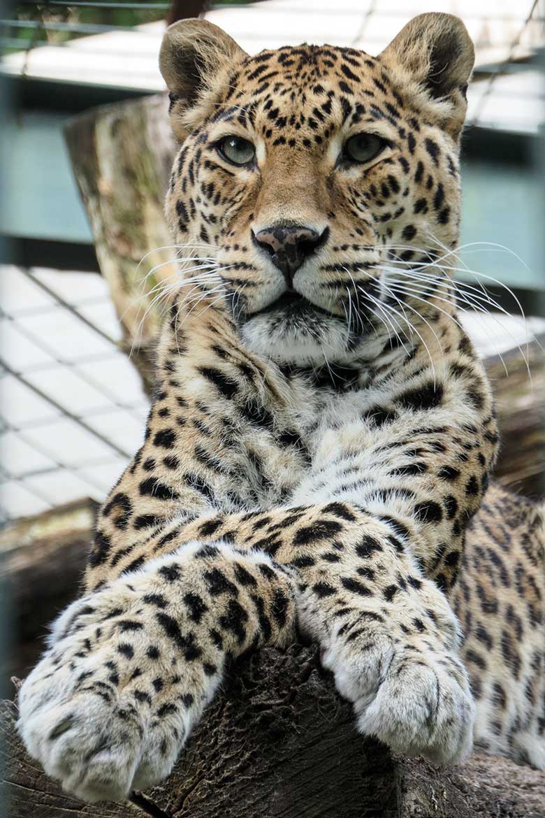 Indischer Leopard Katze BHRIKUTI am 21. Mai 2022 im Außengehege am Großkatzen-Haus im Zoologischen Garten der Stadt Wuppertal