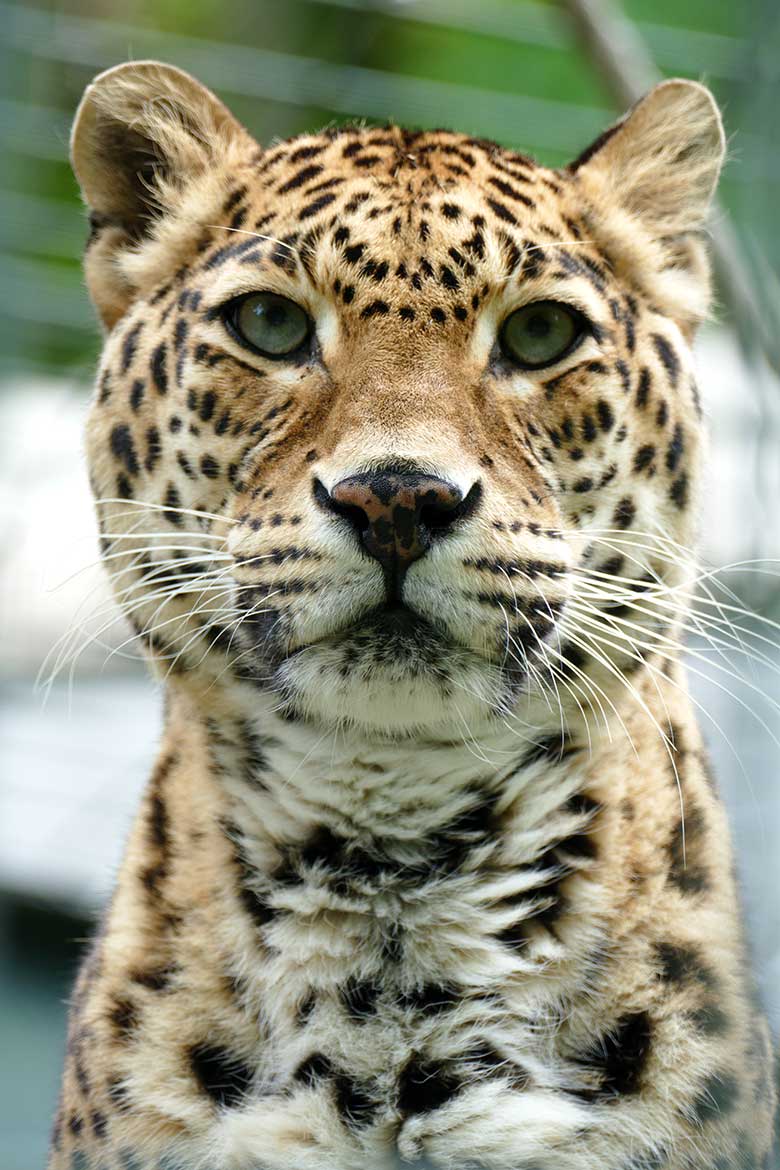 Indische Leopardin BHRIKUTI am 6. Juni 2022 im Außengehege am Großkatzen-Haus im Grünen Zoo Wuppertal