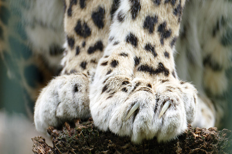 Indische Leopardin BHRIKUTI am 6. Juni 2022 im Außengehege am Großkatzen-Haus im Zoologischen Garten Wuppertal