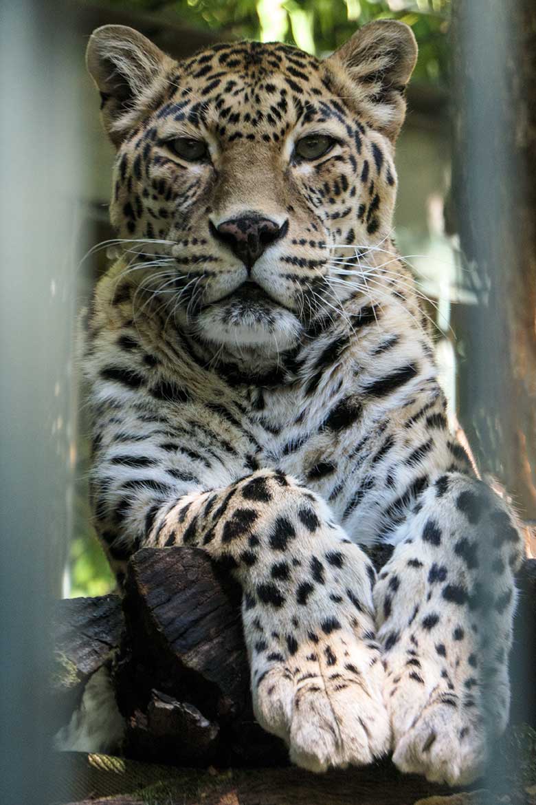 Indische Leopardin BHRIKUTI am 22. September 2022 in der Außenanlage am Großkatzen-Haus im Grünen Zoo Wuppertal