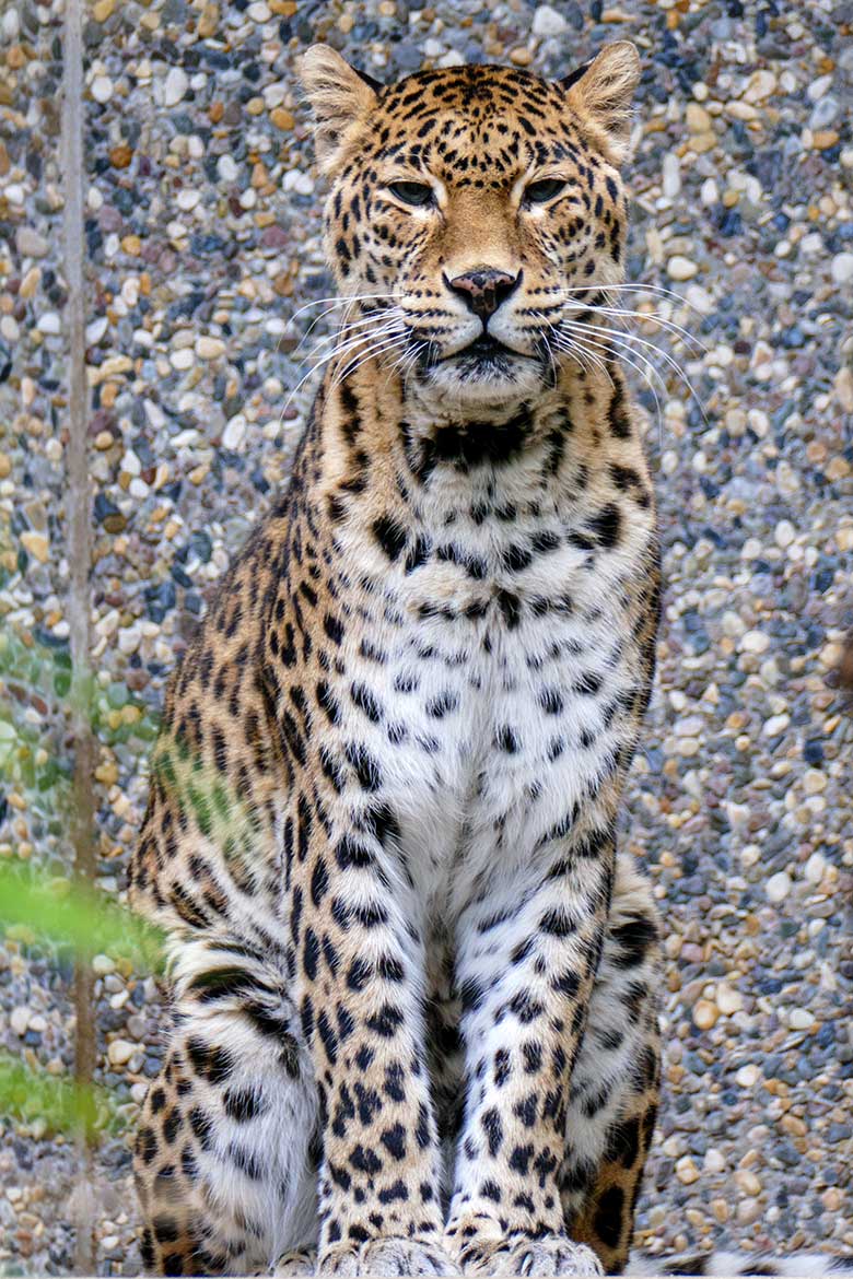 Indische Leopardin BHRIKUTI am 27. November 2022 auf der Außenanlage am Großkatzen-Haus im Zoologischen Garten Wuppertal