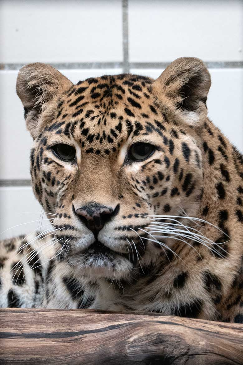 Indische Leoparden-Katze BHRIKUTI am 28. Februar 2023 im Großkatzen-Haus im Wuppertaler Zoo