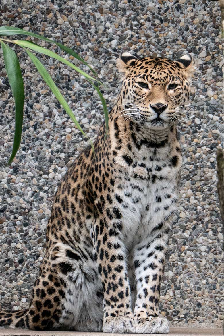 Indische Leopardin BHRIKUTI am 4. März 2023 auf der Außenanlage am Großkatzen-Haus im Zoo Wuppertal