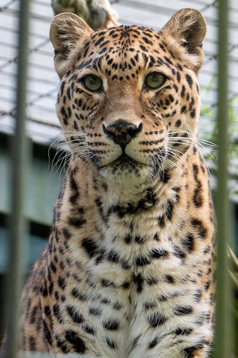 Indische Leoparden-Katze BHRIKUTI am 20. August 2023 auf der Außenanlage am Großkatzen-Haus im Zoologischen Garten Wuppertal