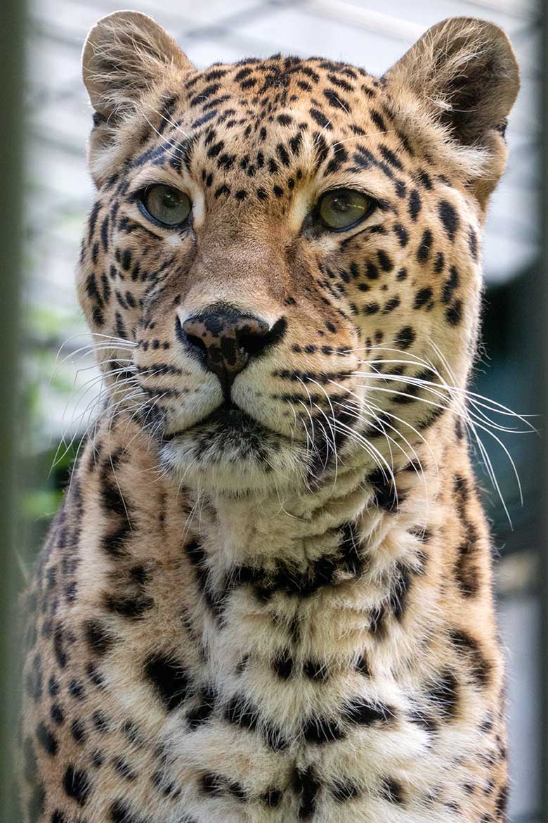 Weiblicher Indischer Leopard BHRIKUTI am 20. August 2023 auf der Außenanlage am Großkatzen-Haus im Grünen Zoo Wuppertal