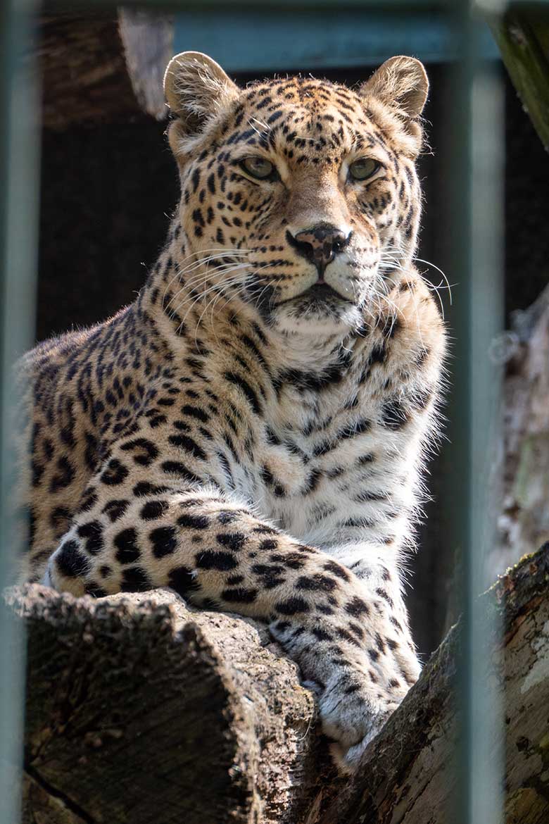 Indische Leopardin BHRIKUTI am 20. August 2023 auf der Außenanlage am Großkatzen-Haus im Wuppertaler Zoo