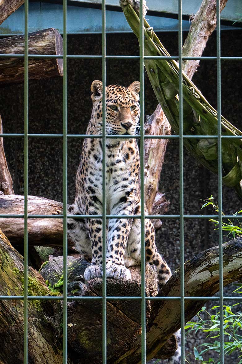 Indische Leoparden-Katze BHRIKUTI am 20. August 2023 auf der Außenanlage am Großkatzen-Haus im Zoo Wuppertal