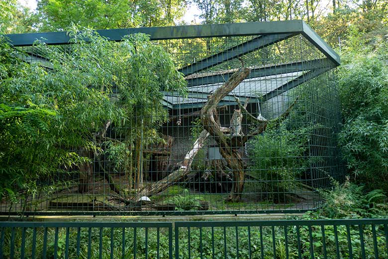 Weiblicher Indischer Leopard BHRIKUTI am 20. August 2023 auf der Außenanlage am Großkatzen-Haus im Grünen Zoo Wuppertal