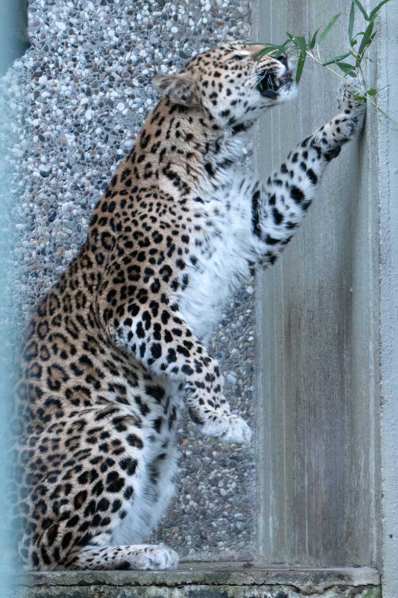 Indische Leoparden-Katze BHRIKUTI am 28. Januar 2024 in der Außenanlage am Großkatzen-Haus im Wuppertaler Zoo