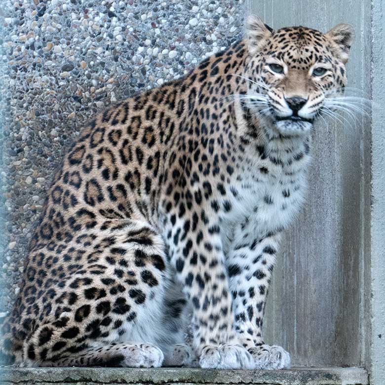 Indische Leoparden-Katze BHRIKUTI am 28. Januar 2024 in der Außenanlage am Großkatzen-Haus im Grünen Zoo Wuppertal