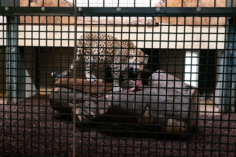 Indische Leoparden-Katze BHRIKUTI am 3. Dezember 2024 im Innengehege im Großkatzen-Haus im Zoologischen Garten Wuppertal