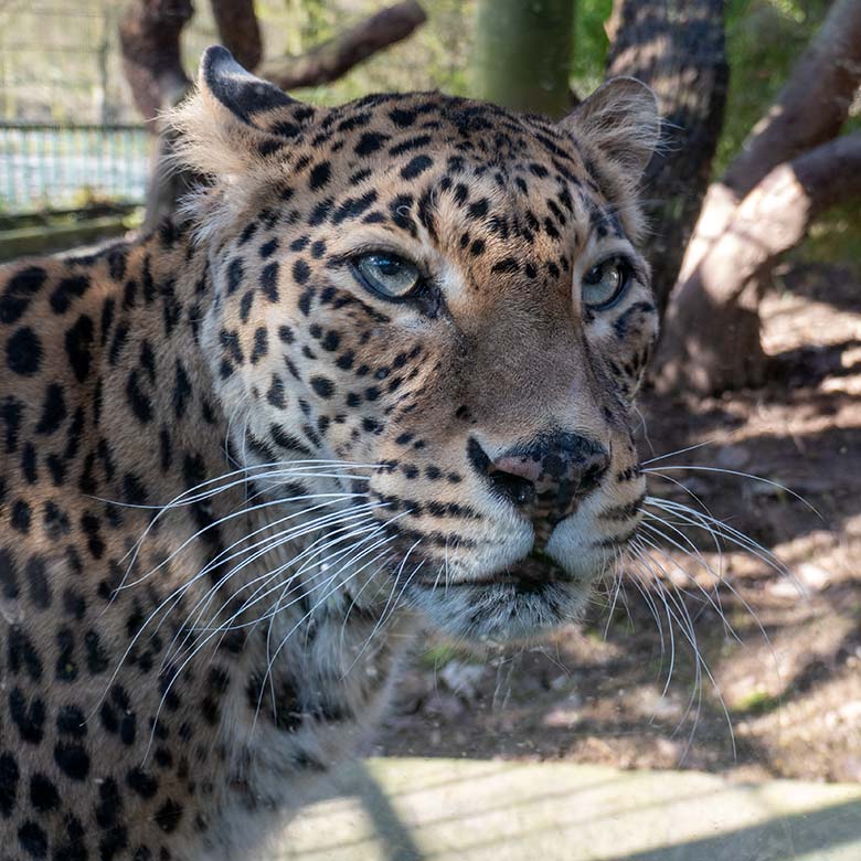 Indische Leopardin BHRIKUTI am 7. März 2025 auf der Außenanlage am Großkatzen-Haus im Wuppertaler Zoo