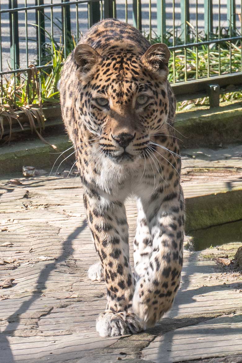 Indische Leopardin BHRIKUTI am 7. März 2025 auf der Außenanlage am Großkatzen-Haus im Grünen Zoo Wuppertal