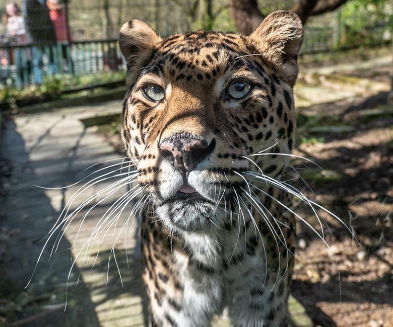 Indische Leoparden-Katze BHRIKUTI am 7. März 2025 auf der Außenanlage am Großkatzen-Haus im Zoo Wuppertal
