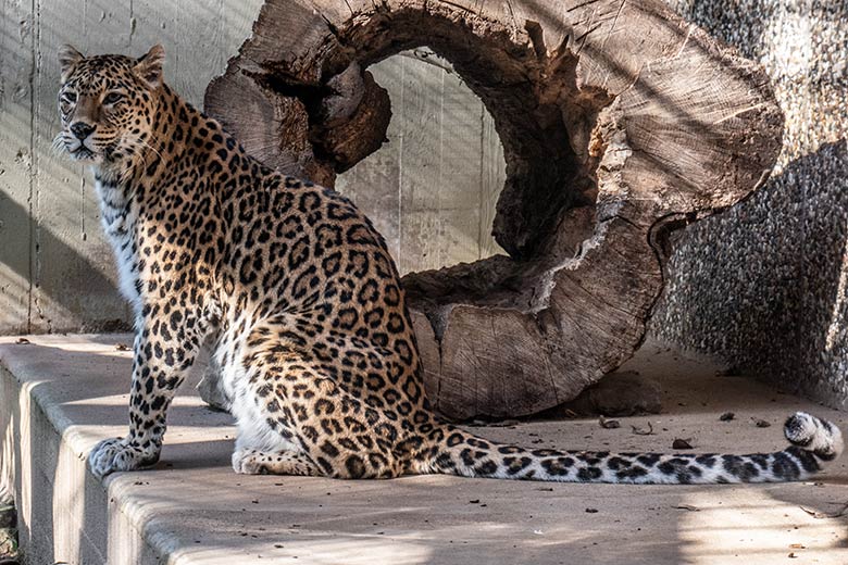 Weiblicher Indischer Leopard BHRIKUTI am 7. März 2025 auf der Außenanlage am Großkatzen-Haus im Grünen Zoo Wuppertal
