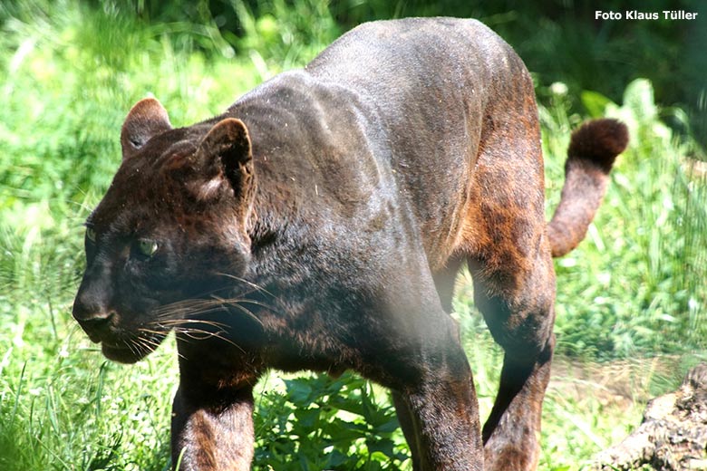 Schwarzer Leopard am 10. Juni 2020 im Zoo Arche Noah in Grömitz (Foto Klaus Tüller)