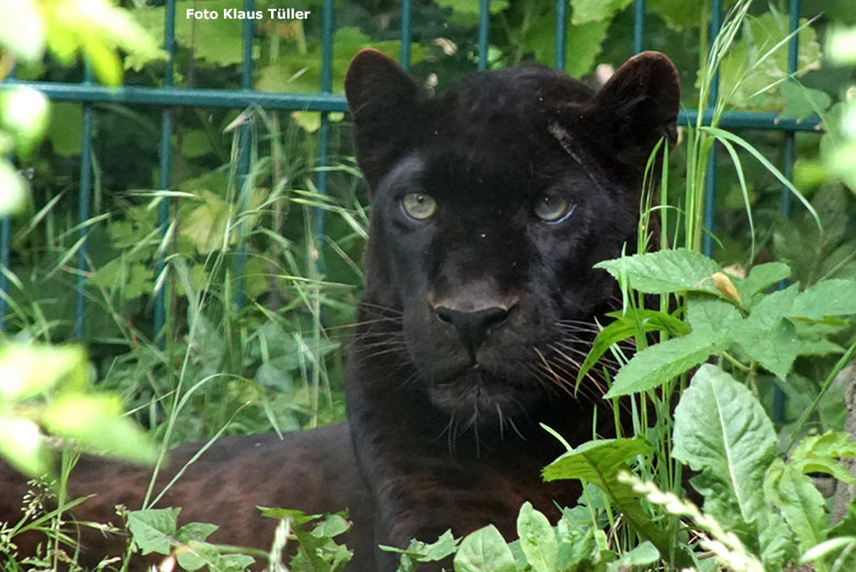 Schwarzer Leopard am 10. Juni 2020 im Zoo Arche Noah in Grömitz (Foto Klaus Tüller)