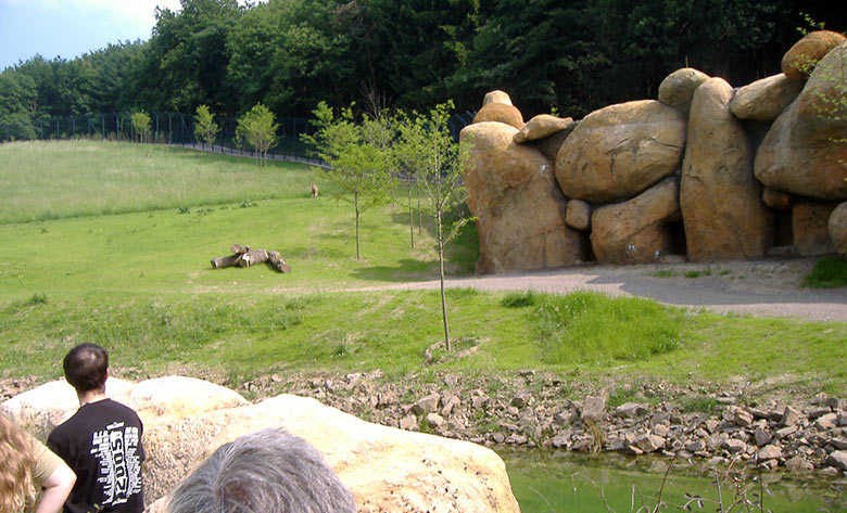 Löwin auf der Löwen-Savanne am Tag der offiziellen Eröffnung der Löwen-Anlage am 24. Mai 2007 im Wuppertaler Zoo