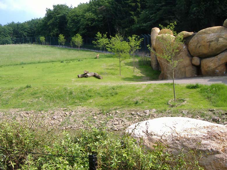 Löwensavanne am Tag der offiziellen Eröffnung am 24. Mai 2007 im Zoologischen Garten der Stadt Wuppertal