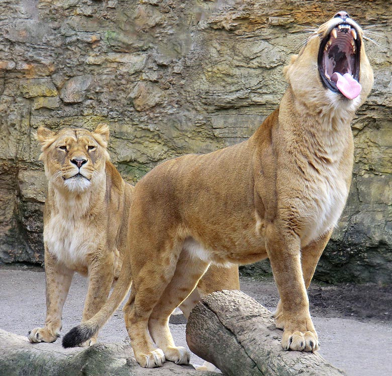 Die Löwinnen Maisha und Malaika im Wuppertaler Zoo im März 2011