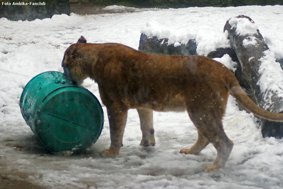 Löwin mit Fass im Schnee im Zoo Wuppertal im Dezember 2011 (Foto Ambika-Fanclub)