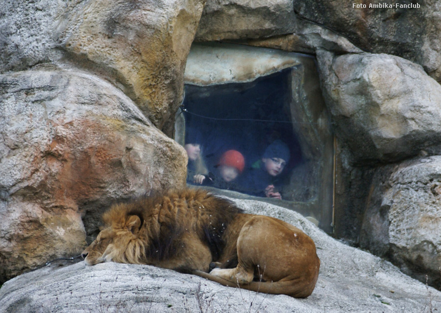 Löwe auf dem Löwenfelsen im Zoologischen Garten Wuppertal im Januar 2012 (Foto Ambika-Fanclub)