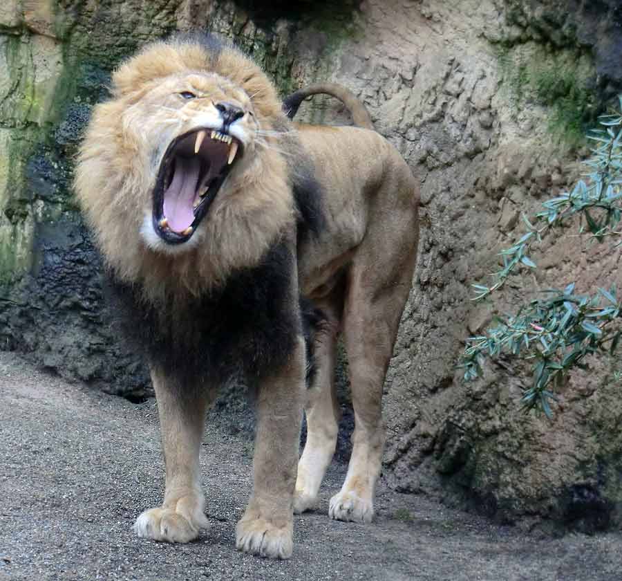 Afrikanischer Löwe MASSAI im Grünen Zoo Wuppertal im Januar 2014