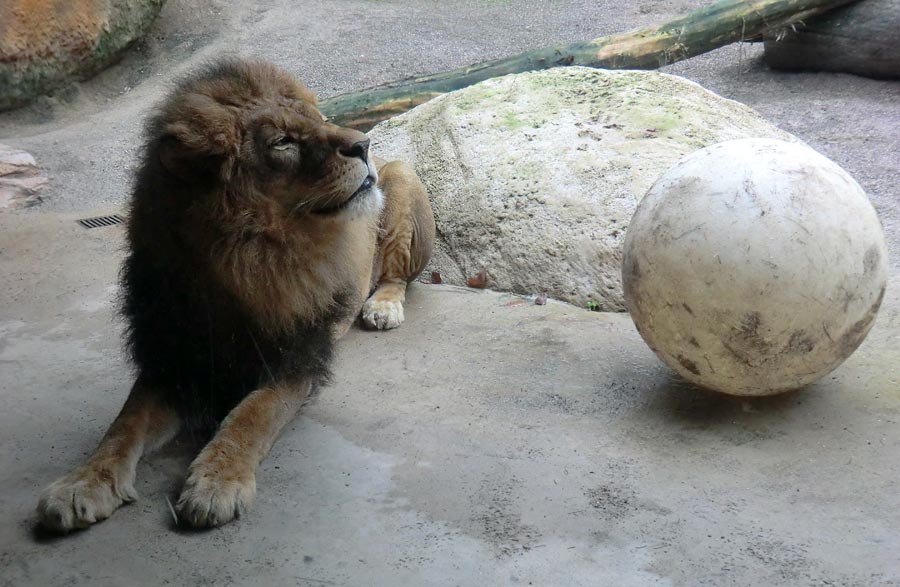 Afrikanischer Löwe MASSAI im Zoologischen Garten Wuppertal im Januar 2014