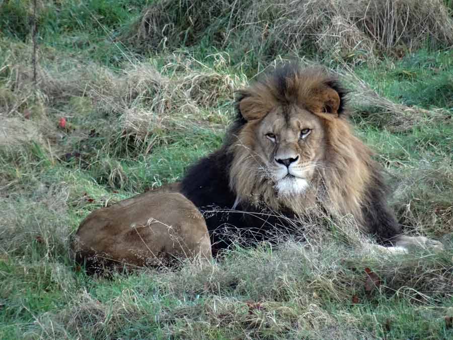 Afrikanischer Löwe im Zoo Wuppertal im November 2014